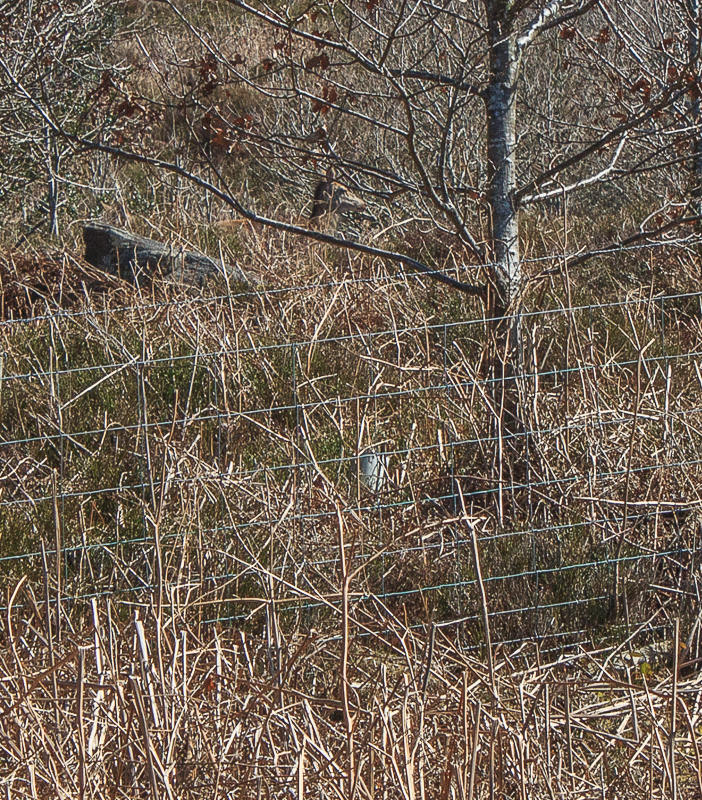 Deer Deer